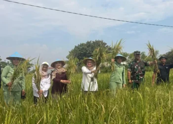 Bukan Sekadar Panen: Kunjungan Wakil Wali Kota Cirebon Jamin Kesejahteraan Petani