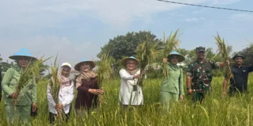 Bukan Sekadar Panen: Kunjungan Wakil Wali Kota Cirebon Jamin Kesejahteraan Petani