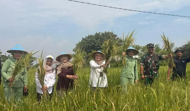 Bukan Sekadar Panen: Kunjungan Wakil Wali Kota Cirebon Jamin Kesejahteraan Petani