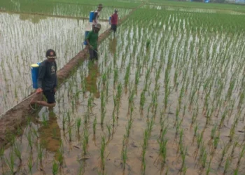 Tingkatkan Hasil Pertanian Padi Pemdes Guwa Lor Berikan Bantuan Obat Keong Sawah