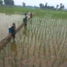 Tingkatkan Hasil Pertanian Padi Pemdes Guwa Lor Berikan Bantuan Obat Keong Sawah